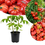 2 Beefsteak Tomato Plants, 6-8 Inc Tall, Live Tomato Plants for Planting