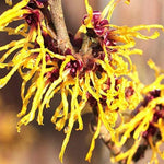 Pack 2 Witch Hazel Trees Live Shrubs Plant in Quart Pot, Yellow Flowering Bushes Live Plants, Witch Hazel Plants Tree for Planting