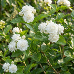 Duke Jasmine Plant Live 4-7 Inches Tall, Fragrant Flowering Vine for Garden, Patio Containers and Indoor Growing