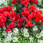 Red Cyclamen Plant Live in 4" Pot, Vibrant Blooms Plant for Garden, Hardy Perennial Cyclamen Flowers Plant