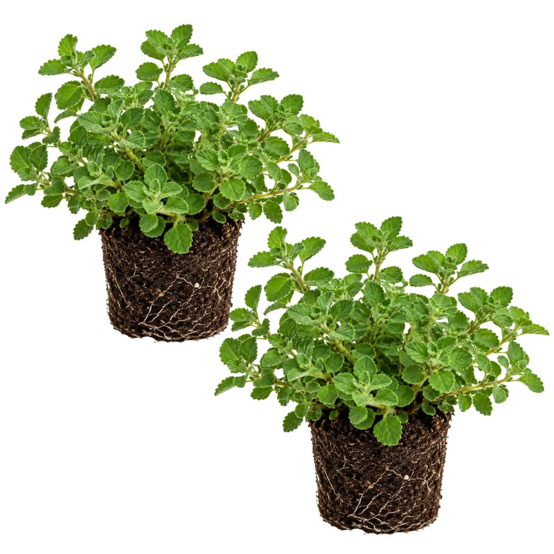 2 Oregano Plants Live 4-7 Inches Tall, Fragrant Herb for Garden, Patio Pots, Indoor and Outdoor Use