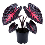 Colocasia Elephant Ears Live Plant, Alocasia Plant, Esculenta Taro Live Houseplant, 5-7 Inc Tall (Red Black)