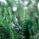 Live Rosemary Plant, Rosemary Herb, Perennial Herb Plant, 4 Inch Pot for Planting