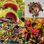 Pack 6 Short-Toothed Red Venus Flytraps Plants Live, Starter Plants Fly Trap Dionaea Muscipula for Growing
