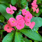 Crown of Thorns Plant Live, Euphorbia Milii Succulent Live Plant, 4-8 Inch Tall Flowering Houseplant with Year-Round Blooms, No Pot (Pink)