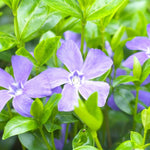 Periwinkle Plant Live, Vinca Plant Live in 4 Inches Pot, Live Vinca Minor Plant, Vinca Starter Plant, Vinca Ground Cover Live Plant for Growing Indoor Outdoor