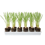 10 Live Lemon Grass Plants for Outside, Lemongrass Plants Live, No Pot, Well Rooted, Trim Back, Fresh Fragrant Lemon Grass Stalks Plants for Outside Live