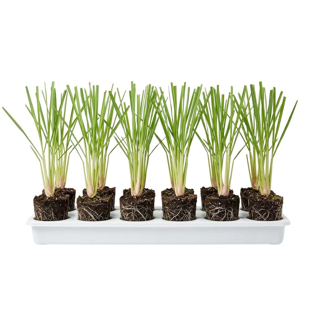10 Live Lemon Grass Plants for Outside, Lemongrass Plants Live, No Pot, Well Rooted, Trim Back, Fresh Fragrant Lemon Grass Stalks Plants for Outside Live