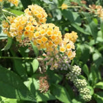 2 Vibrant Buddleia Butterfly Bush Plants Live, Butterfly Bushes Plant for Outdoor Garden, 5 to 9 Inch Tall Perennial Coloful Flowers Plant, No Pot (Yellow)