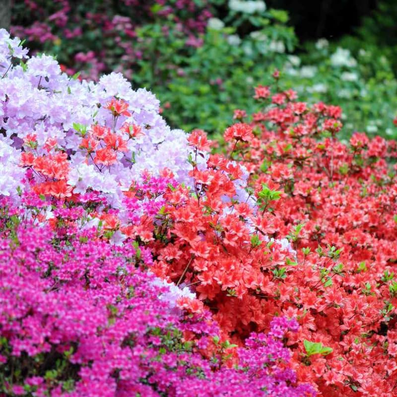 Mix Azalea Live Plant, Rhododendron Flowering Shrub for Outdoor Planting, 10 Inches Tall, Hardy Azalea Bush for Landscape and Garden