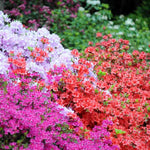 Azalea Live Plant, Rhododendron Flowering Shrub for Outdoor Planting, 10 Inches Tall, Hardy Azalea Bush for Landscape and Garden