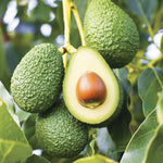 HASS Avocado Tree Live Plant, 1 Year Old Seedling, 8–16” Tall in Half Gallon Pot, Avocado Starter Plant for Outdoor Growing, No CA