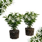 2 Star Jasmine Plant Live, Jasmine Flower Plants Fragrant Perennial Vine Garden, 4-7'' Tall