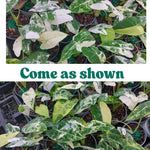 Pack 2 Frydek Variegated Alocasia Live Plant for Planting, Indoor Houseplant Alocasia Plant Live, 5 to 7 Inc Tall, Bare Root, Alocasia Colocasia Taro Plant for Ornamental Plants