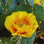 Prickly Pear Cactus Plant Live, Green Prickly Pear Cactus Live Plant Pot, 4 Inch Tall, Hardy Succulent Cactus for Indoor or Outdoor Garden, Easy Care Plant