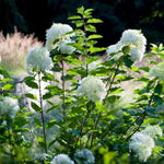 Hydrangea Live Plant Bush Shrub for Planting, 1 Year Old Hydrangea Tree Plant for Outdoor Planting, Change Color Flower Blooms (Pink to White)