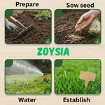 Set of 20000 Zoysia Grass Seeds, Zoysia Grass Seeds for Lawn, Low Maintenance Lawns in Home Yards and Garden