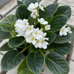 White African Violet Live Plant in 4” Pot, Blooming Indoor Houseplant, Easy Care Flowering Plant for Home or Office Décor