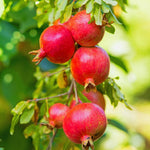 Pomegranate Tree Live Plant, Cold Hardy Pomegranate Plant Live, All Year Planted, 5 to 7 Inches Tall, 4 Inc Potted