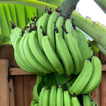 Banana Plant Live, Sweetheart Banana Tree Live Plant, Hardy Banana Fruit Seedling 4 to 8 Inch Tall, Indoor Outdoor
