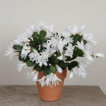 Easter Cactus Live Plant, Vibrant Blooming Cactus for Indoor Outdoor Gardens, 4-8'' Tall, No Pot (White Blooms)