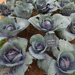 2 Pots Red Purple Cabbage Plants, 4 Inch Pot Cabbage Plants Live for Planting Indoor Outdoor Home Garden, Containers, Live Vegetables Plant