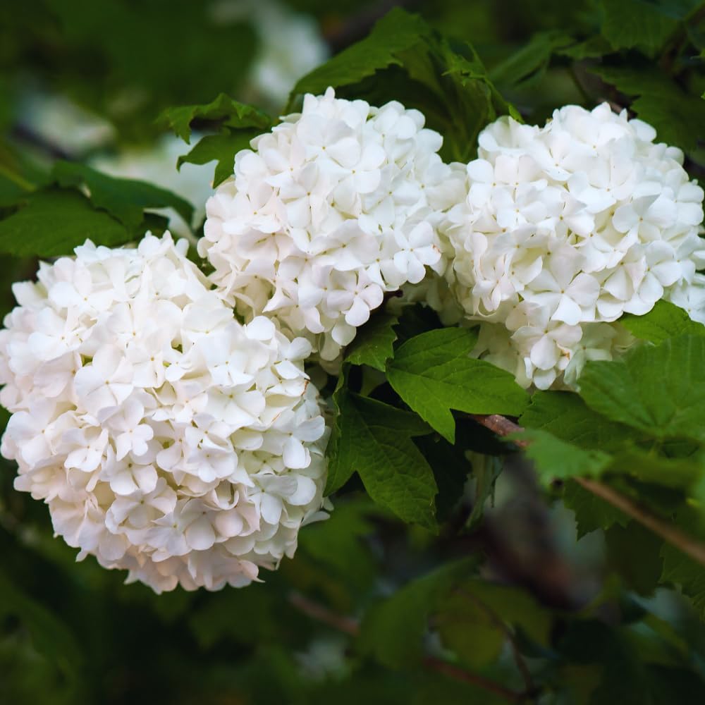 Set 4 Japanese Snowball Viburnum Bush Plants Live Bare Roots, Hardy Viburnum Snowball Plant Live Bush, 12-20 Inches Tall, No Leaves