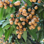 Live Longan Tree Plant, Sweet Longan Fruit Tree Starter for Home Garden, 5-8 Inch Tall