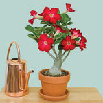 Red Desert Rose Plants Live for Indoor Outdoor Growing, Cold Hardy, Starter Size, 4-7 Inc in Tall Desert Rose Seedling