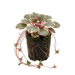 Variegated Strawberry Geranium Live Plant, Rare Saxifraga Tricolor Plant, Indoor Houseplant Starter