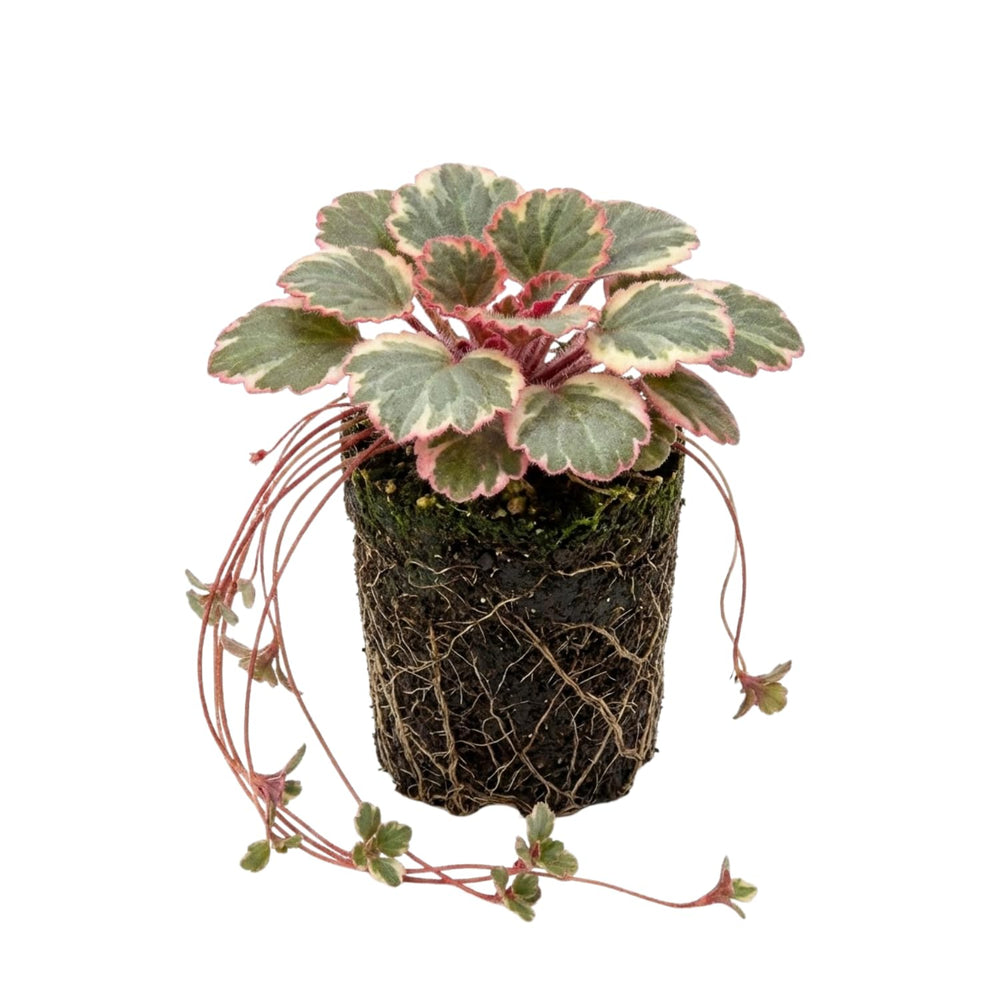 Variegated Strawberry Geranium Live Plant, Rare Saxifraga Tricolor Plant, Indoor Houseplant Starter
