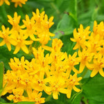 4 Milkweed Plants Live 4-9 Inc Tall, Tropical Milkweed Plants Well Rooted, Outdoor Growing