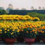 Marigolds Plant Live, Orange Marigold Live Plant, 4 Inc Pot, Perennial Flower Planting Landscaping