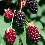 4 Boysenberry Plants Live for Growing 5 to 8 Inch Height, Sweet Boysenberry Fruit Trees Live Plants to Grow
