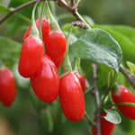 Goji Berry Plant Live, No Pot, 5-9 Inch Tall Cold Hardy Fruit Plant, Red Berry Fruit Tree