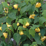 Yellow Abutilon Live Plant 4–7 Inches Tall, Flowering Lantern Plant for Indoor Outdoor Garden, Ornamental Flower Plants for Patio Containers or Garden Beds