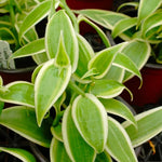 Fast Growing Vanilla Bean Orchid Live Plant, Variegated Fragrant Beans Vanilla Starter Plant, 3 to 7 Inches in Tall, Rare Plant Outdoor Indoor