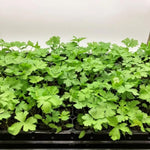 Set 3 Parsley Plants Live for Planting Garden, 4 to 6 Inc Tall, Vegetable Plant Live