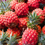 Set of 2 Rare Pineapple Live Plants, 4-6" Tropical Pineapple Plants for Indoor Outdoor Growing, Patio Container Garden, No Pot, Fast-Growing