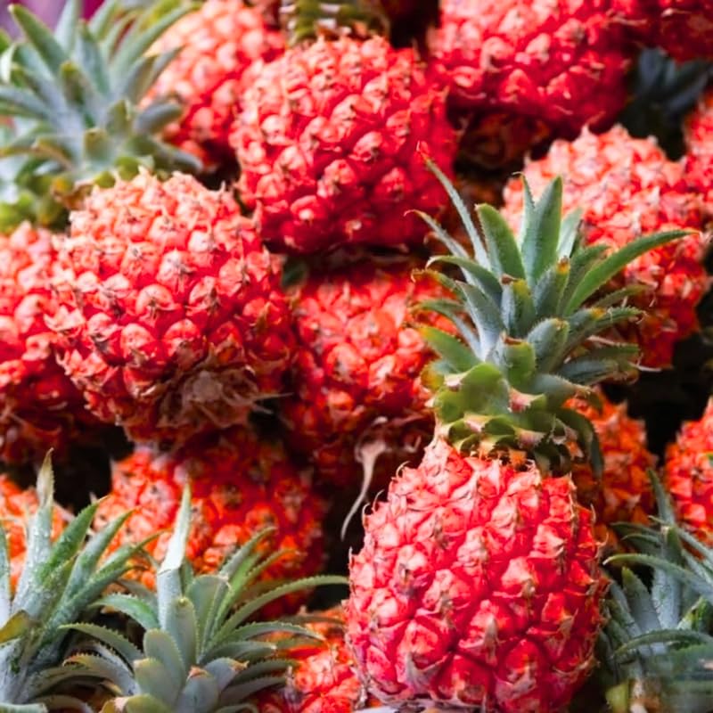 Set of 2 Rare Pineapple Live Plants, 4-6" Tropical Pineapple Plants for Indoor Outdoor Growing, Patio Container Garden, No Pot, Fast-Growing