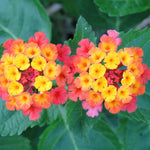 Live Lantana Plant, Perennial Lantana, Vibrant Flower Colors, 4 Inch Pot for Indoor or Outdoor Planting (Orange Flowers)