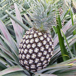 1 White Jade Pineapple Plant Live for Planting, Sweet Pineapple Fruit Tree Live Plant 5 to 8 Inch Tall, Pineapple Starter Plants