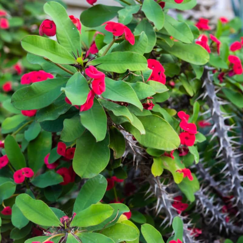 2 Euphorbia Milii Crown of Thorns Plant Live, Cold Hardy Succulent Houseplant 4-7" Tall with Constant Blooms