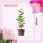 2 Mandevilla Plants Live, 4-6'' Tall, Mandevilla Flower Plants, Vibrant Flowers Plant for Outdoor Growing