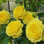Roses Live Plant, Climbing Rose Plant Live from 5'' Tall, Bush Shrub Plants, Fragrant Flower Garden (Yellow)