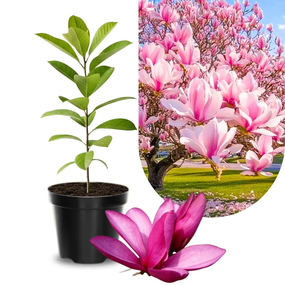 Magnolia Plant Live 6 to 12 Inches Tall, in 2.5 Inches Pot, Magnolia Tree Live Plant, Fragrant Magnolia Flowers (Jane Magnolia)