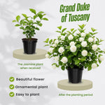 Jasmine Live Plant 4–8″ Tall, Jasmines Flower Vine, Fragrant White Blooms, Outdoor or Container Growing (Duke Jasmine)