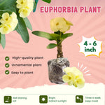 Yellow Crown of Thorns Plant Live, Euphorbia Milii Succulent Live Plant, 4-8 Inch Tall Flowering Houseplant with Year-Round Blooms, No Pot