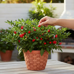 Set of 100 Seeds Pequin Chili Pepper, Red Peppers Vegetable Seed, Pequin Pepper Plant for Indoor Outdoor Gardening