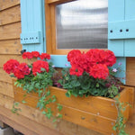Live Geranium Plants, 3 Red Geranium Flower Plants, Gernanium Plant Live, 4 to 6 Inches Long, Geranium Live Plants, Geranium Starter Plant, 3 Red Flower Live Plants